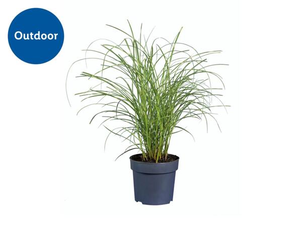 Ornamental Grass