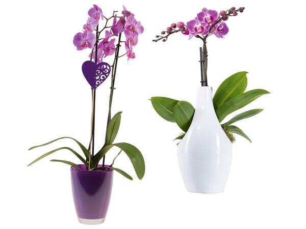 Orchidee im Glasübertopf oder in Designkeramik