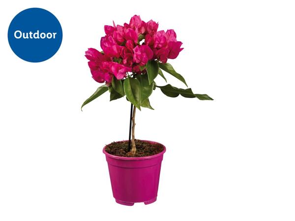 Bougainvillea
