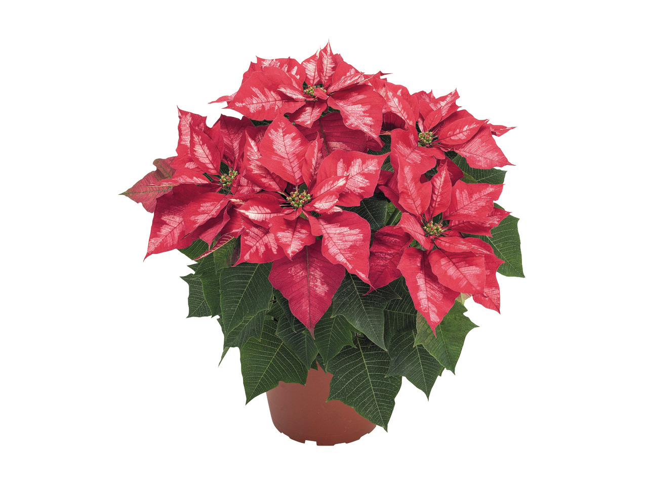 Speciality Christmas Poinsettias1
