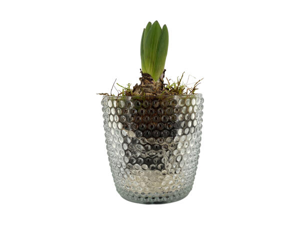 Hyacint i glas