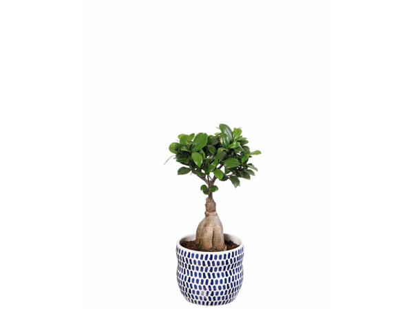 Plantes dans un pot en céramique