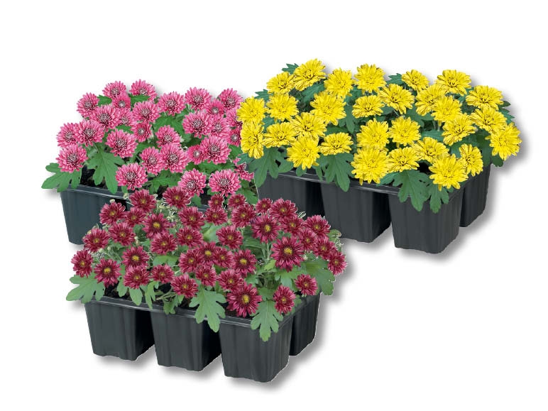 Chrysanthèmes