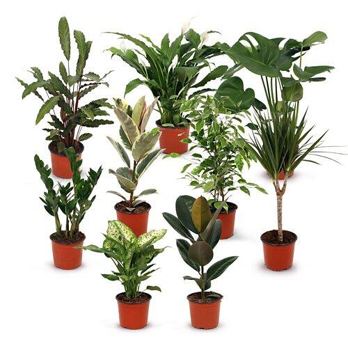 Feng Shui Zimmerpflanze