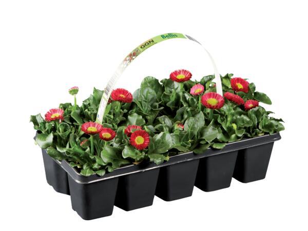 Spring Plants