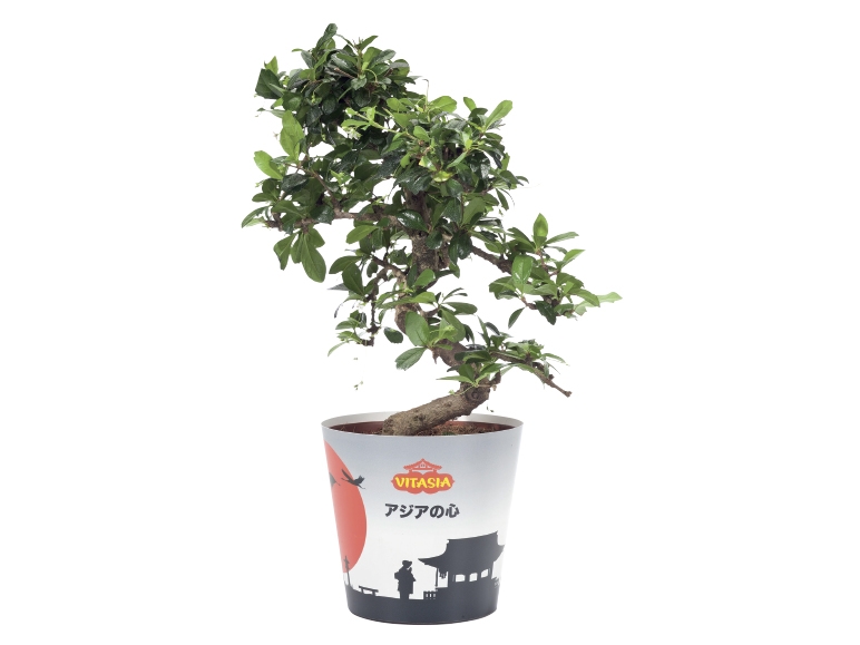 Bonsai