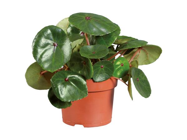 Grøn plante
