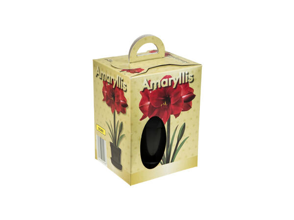 Amaryllis