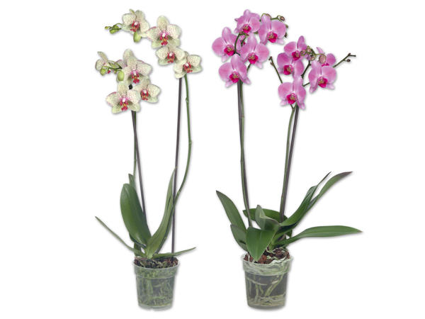 Phalaenopsis 2-Trieber