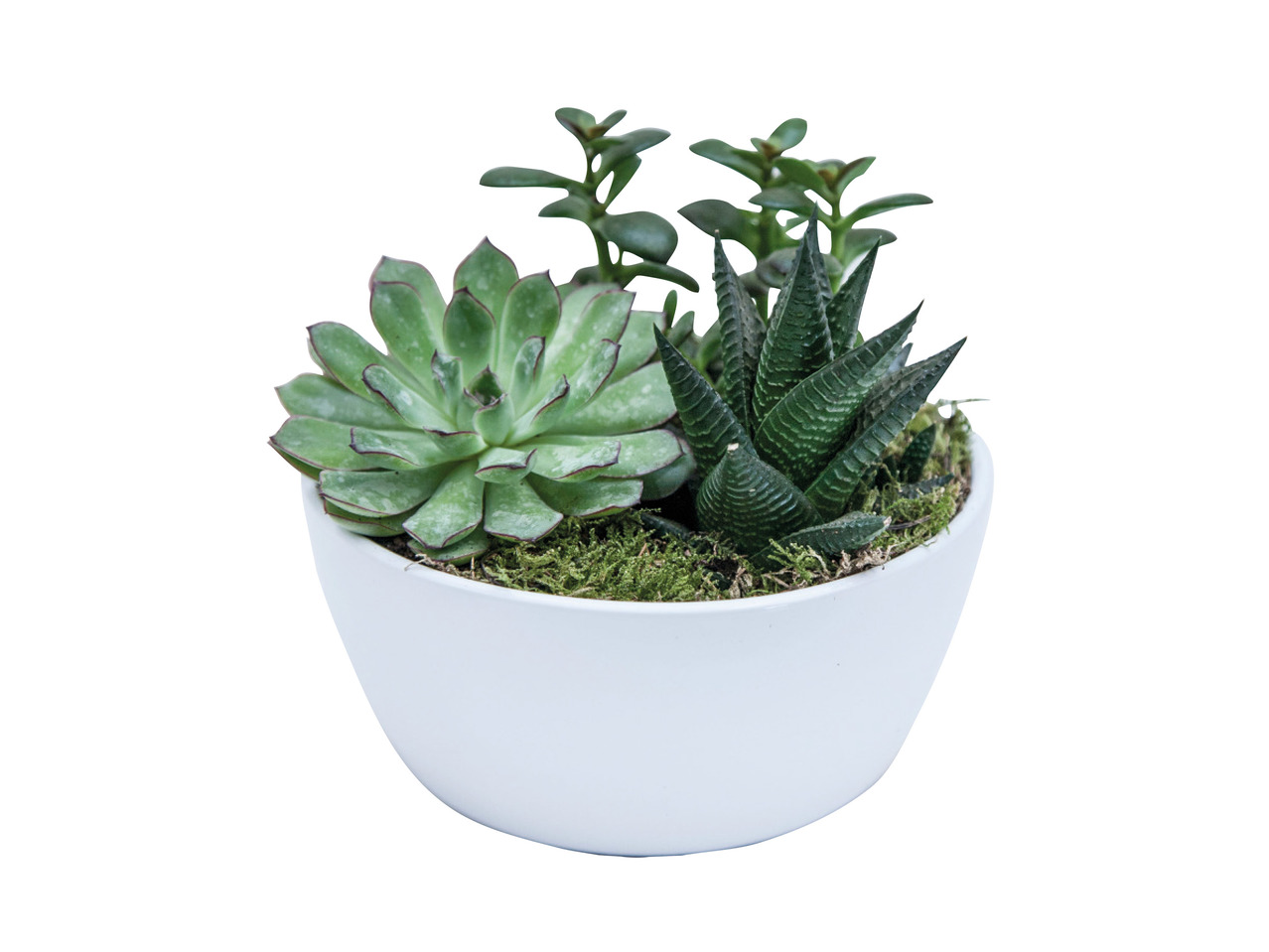 Succulent Bowl 1