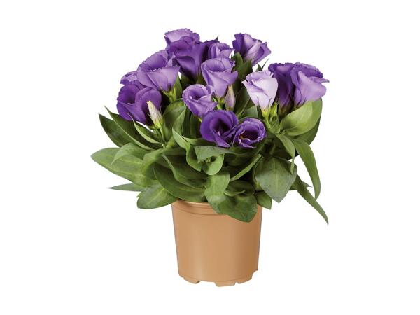 Lisianthus