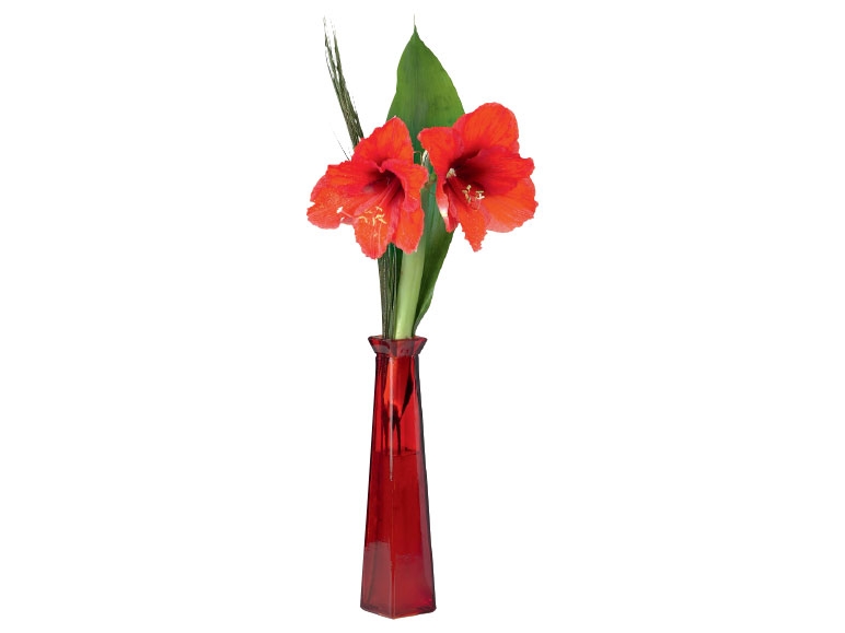 Amaryllis in Vase