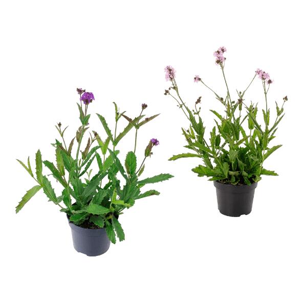 GARDENLINE(R) 				Verbene