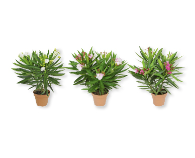 Oleander