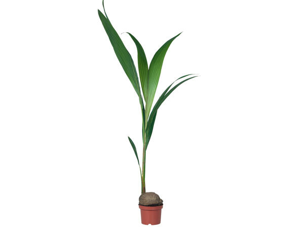 Kokospalme