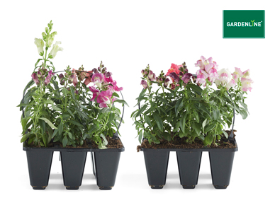 POTTED COLOUR 6PK