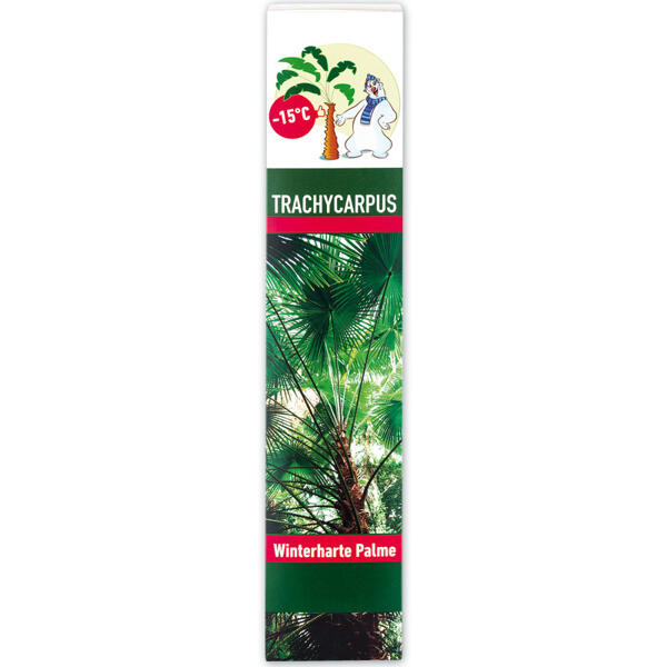 Winterharte Palme