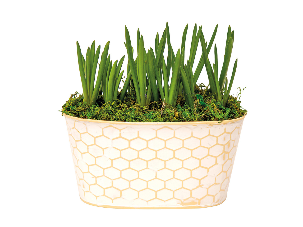 Muscari Bulb Planter1