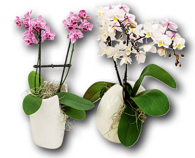 Orchidée