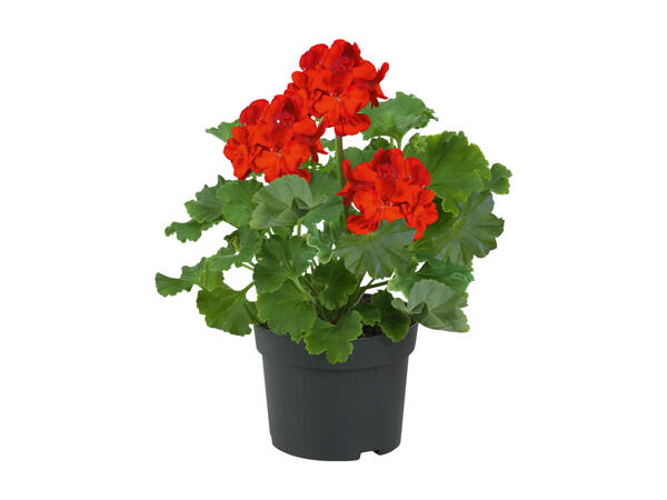 Zonal Geraniums