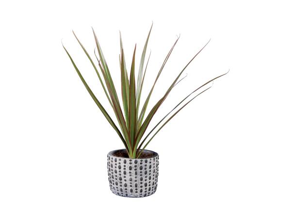 Small Houseplant in Ceramic Pot