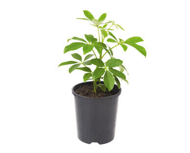 Assorted Mini Foliage 140mm