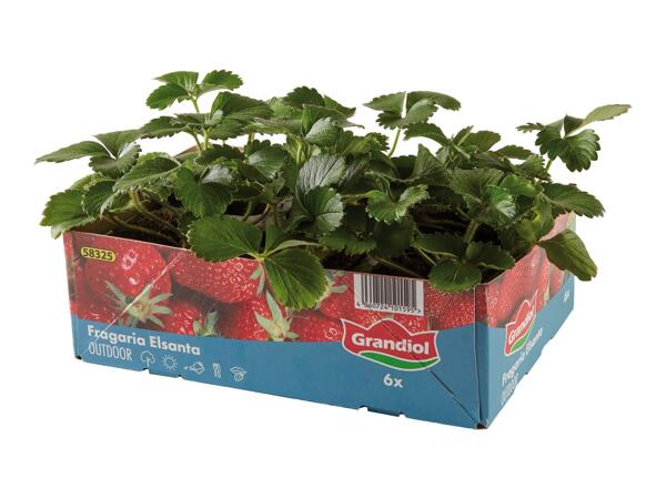 British Strawberry Plants