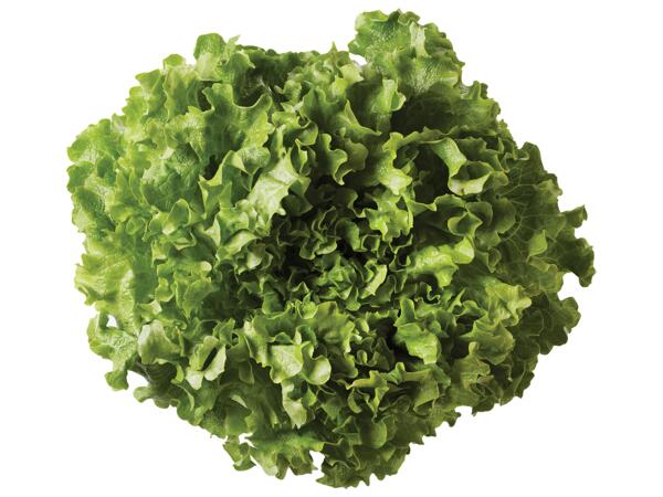 Gentile Lettuce