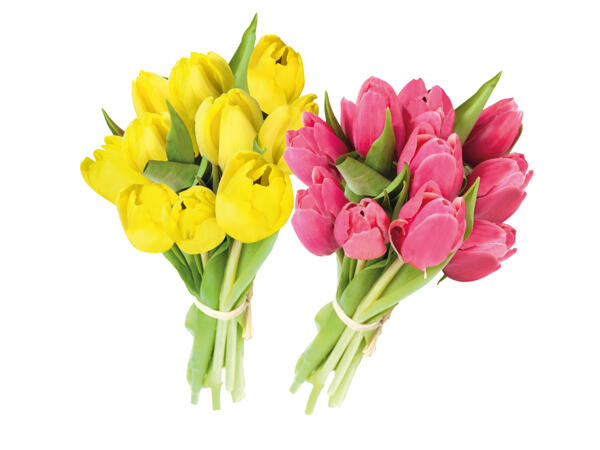 Tulpen