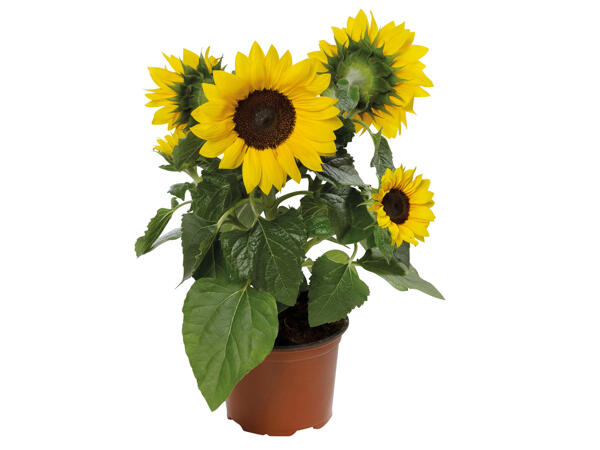 Sonnenblume