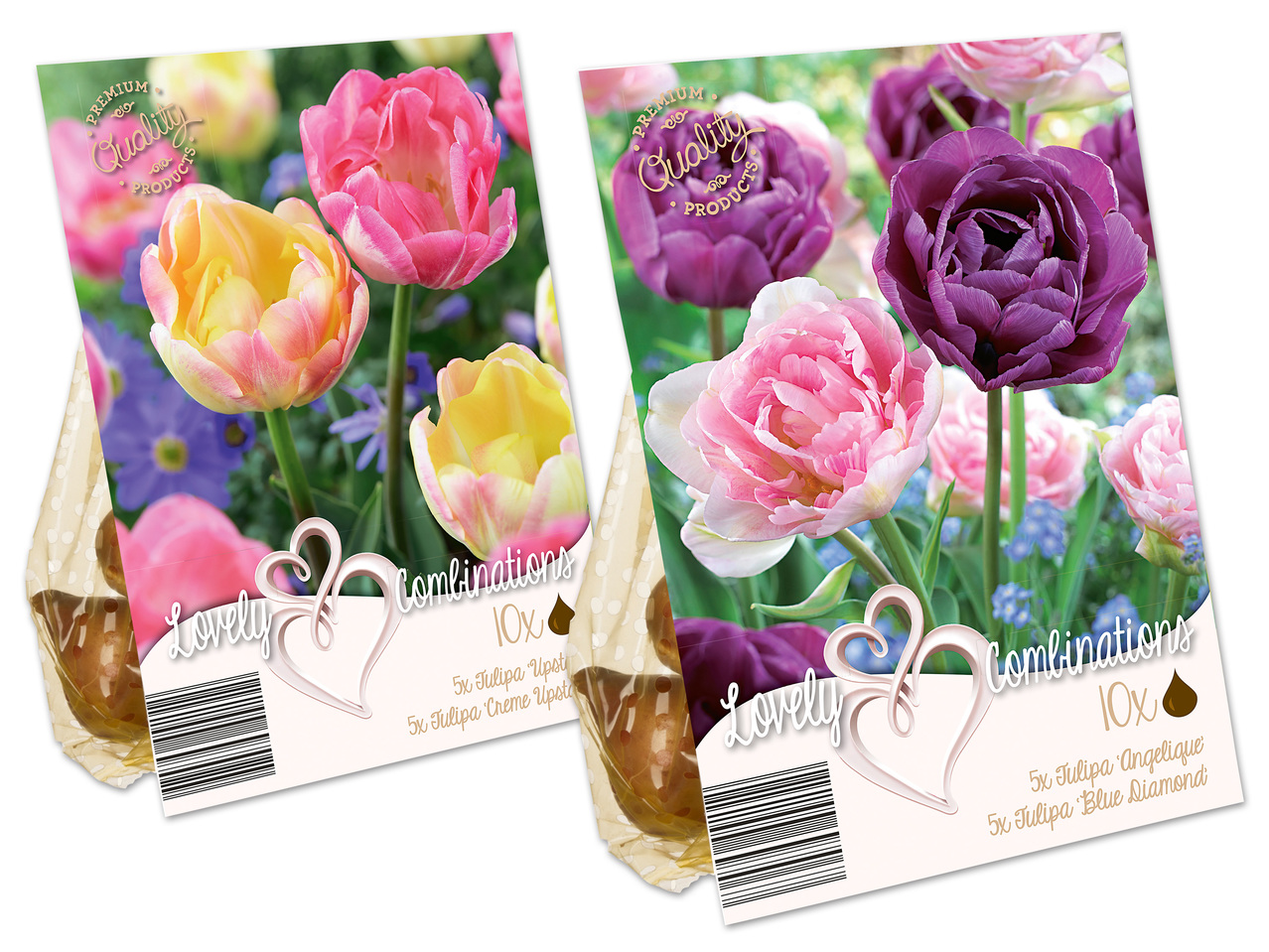 Blumenzwiebel mit Farbkombination
