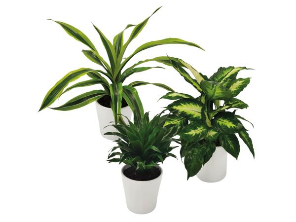 Green Plants