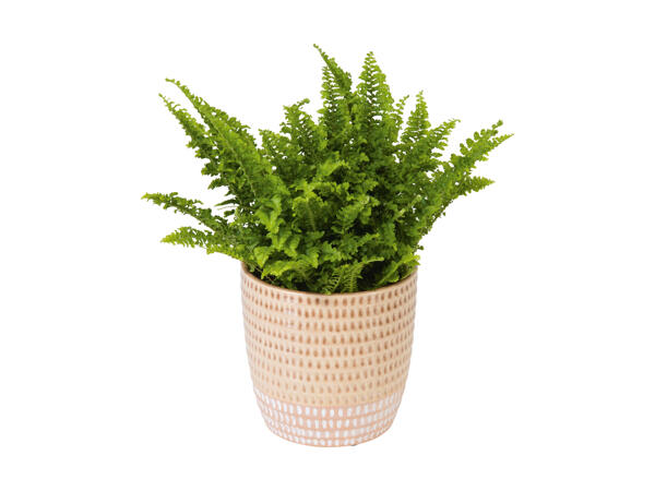 Grøn plante i keramik