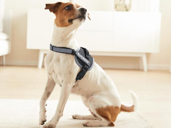 Dog Harness