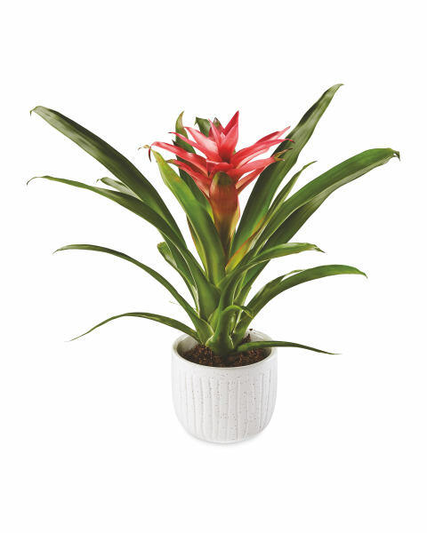 Bromeliad In Ceramic