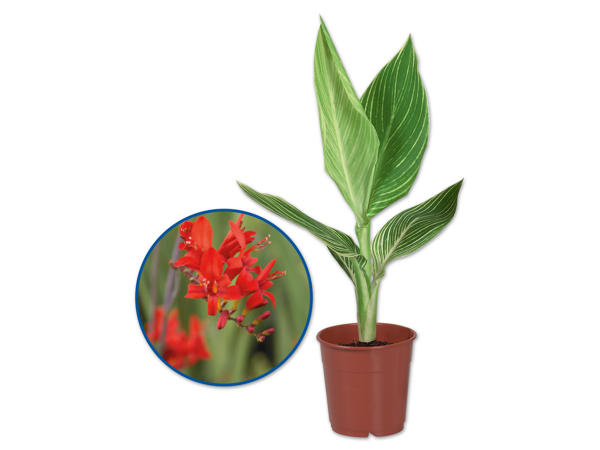 Canna Indica