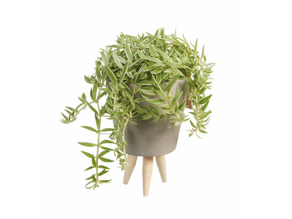 Mini Succulents in Ceramic with wooden Stand