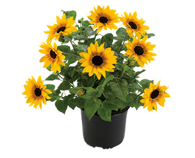 GIRASOLI SUNBELIEVABLE