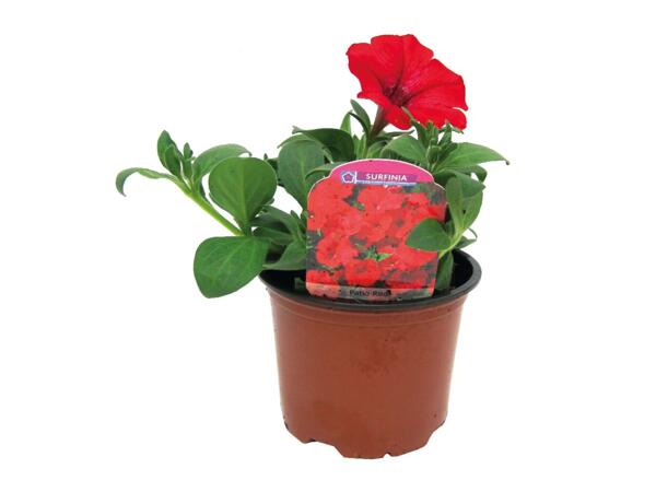 Trailing Petunias