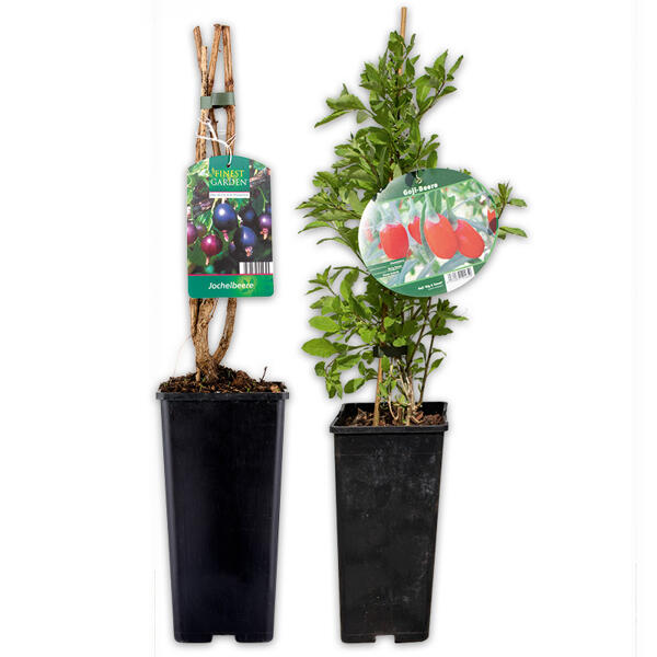 Superfood Beeren / Beerensträucher