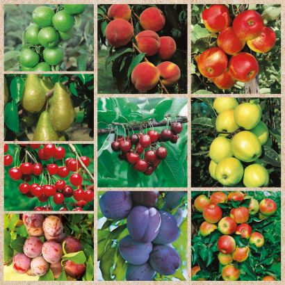 Arbre fruitier