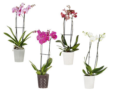 ORCHIDÉE