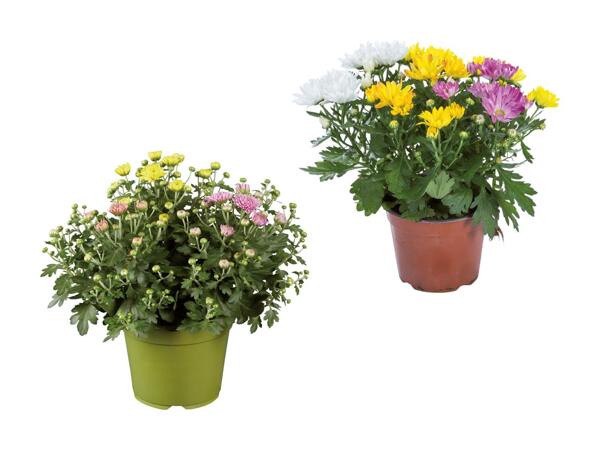 Trio de chrysanthèmes