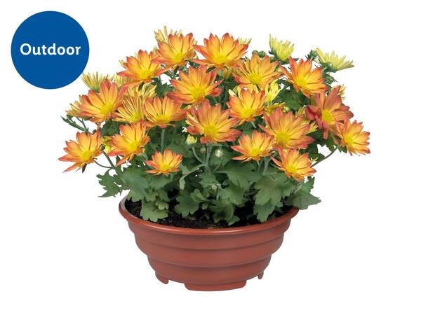 Flowering Plants in Bowl