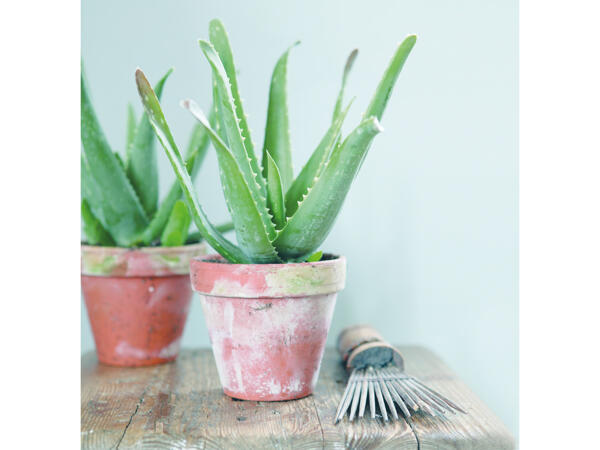 Aloe Vera