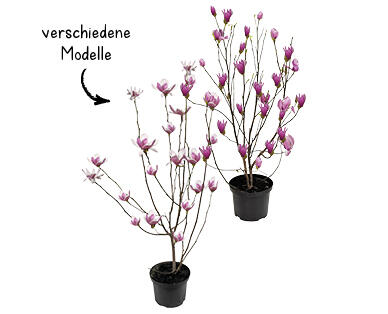 MAGNOLIE