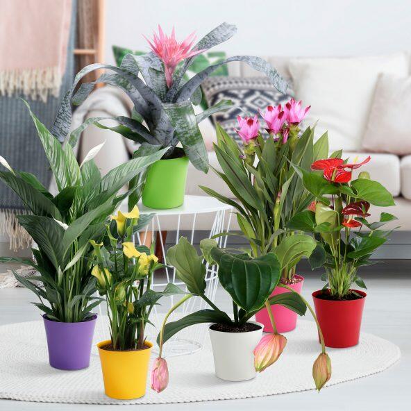 Eksotisk blomstermiks