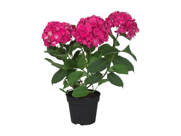 Hydrangeas