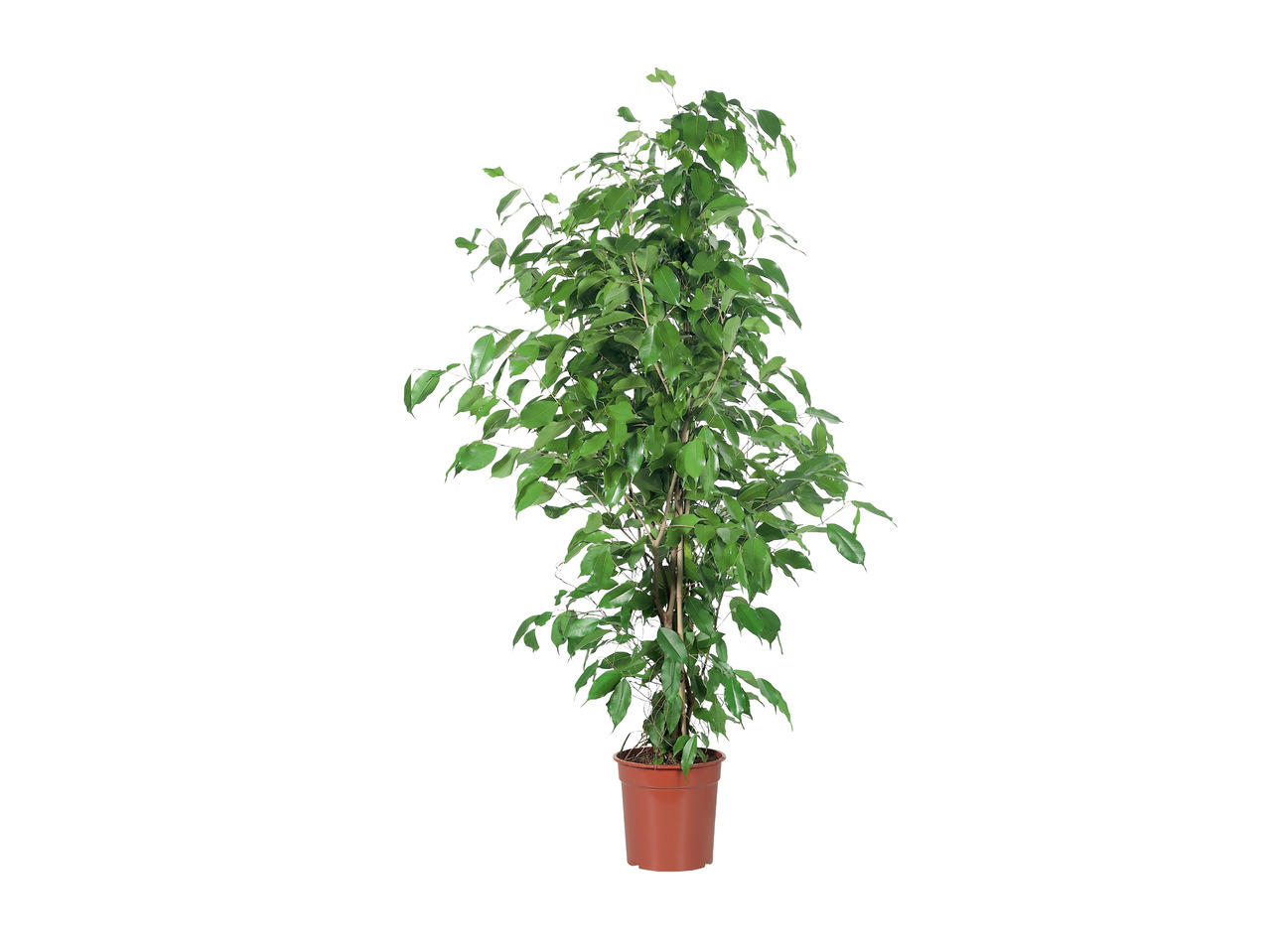 Store grønne planter