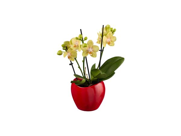 Mini Phalaenopsis